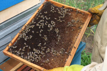A beekeeper inspects hives and bees in the apiary