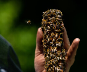 pszczelarz trzyma pszczoły w gołej ręce - obrazy, fototapety, plakaty
