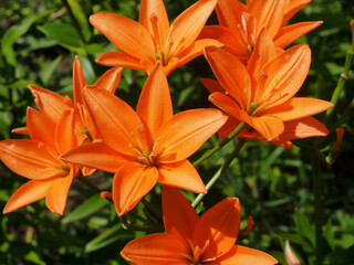 Pink buds of lilies blooming in the garden.