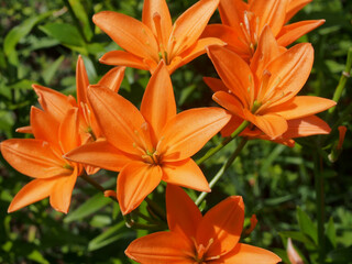 Pink buds of lilies blooming in the garden.