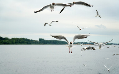  flock of birds gulls flies over the water of the river