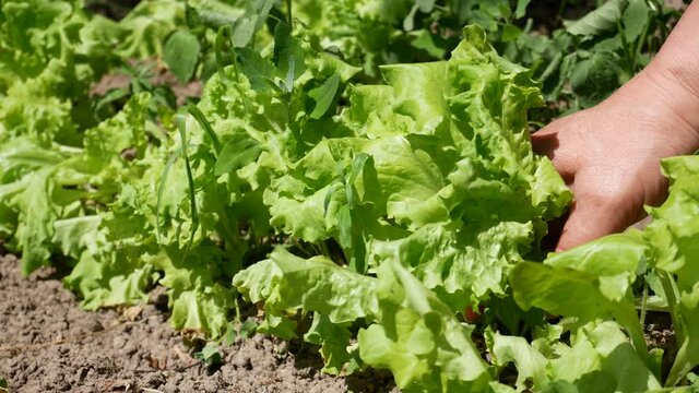Woman plucks salad leaves. Summer harvest of fresh green leaves. Home cultivation.
