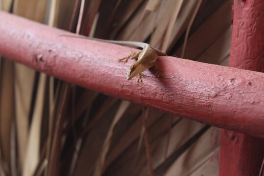 lagartija en baranda de madera roja