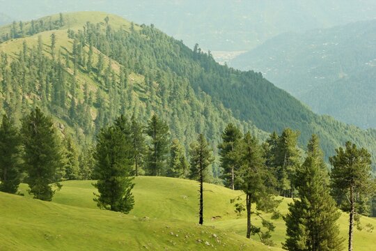 landscape with trees