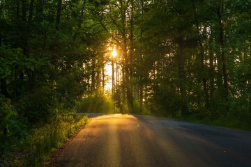 Obraz premium sunset in the forest