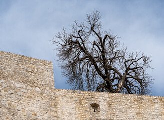 drzewo zamkowe mury