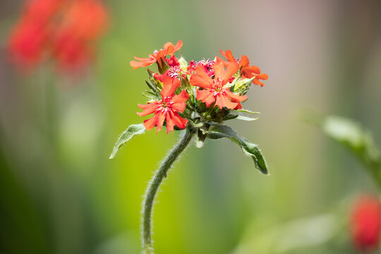 Focus stack detail of lychnis chalcedonica flower with blurred background