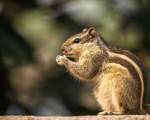 Squirrel enjoying food in the morning
