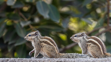 Pair Squirrel sitting on a wall