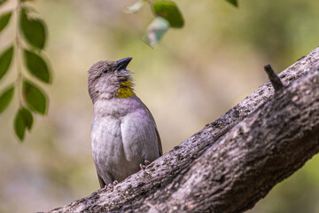 Yellow Throated sparrow