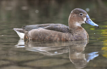 female rosy-billed pochard, Netta peposaca, at a public park in Buenos Aires