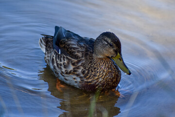 Beautiful duck swims in the lake
