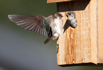 Violet-green Swallow baby in bird box, parent in flight delivering food.  Main focus on baby, parent has motion blur.