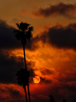 Sunset LA Palms