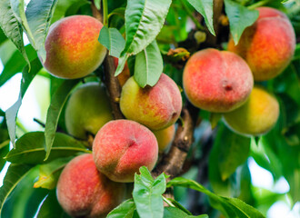 Juicy ripe peaches with fleshy bright orange peels on a branch of a peach tree with green leaves on a sunny day, close-up.