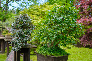 Bonsai tree in the pot in Japanese garden. 