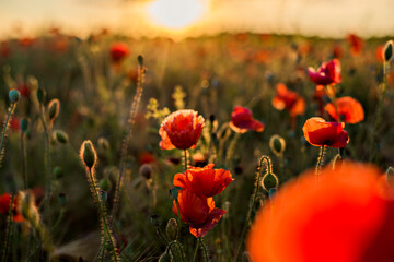 Panoramic view of a beautiful field of red poppies in the rays of the setting sun. Nature sunset postcard. Wallpaper of a blooming, bright landscape