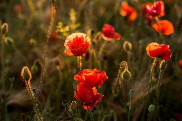 Panoramic view of a beautiful field of red poppies in the rays of the setting sun. Nature sunset postcard. Wallpaper of a blooming, bright landscape