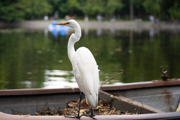 blue heron