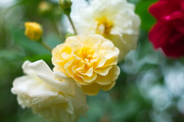 Vintage beige roses blooming among the green leaves