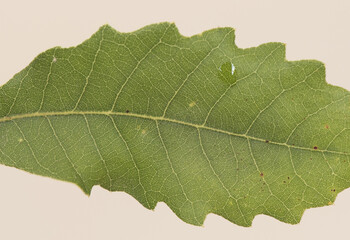 Quercus ilex holm oak young shoot with green leaves and small developing acorns. on a background of intense color and homogeneous blur