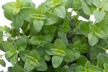 Fresh green spices isolated on white background, top view.