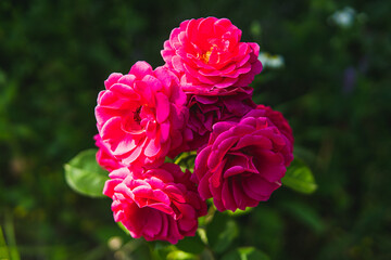 red roses on a green summer background