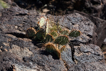 Healthy Cactus Growing in Rocks