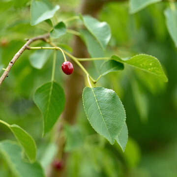 unripe fruit of a mahaleb cherry (Prunus mahaleb) at the edge of the forest in summer