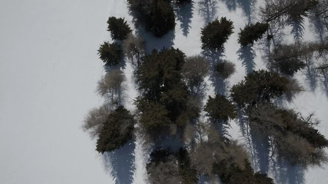Aerial footage drone view of Trees in Alps  mountain Trento Trentino Italy // no video editing
