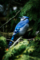 a blue jay sits in an evergreen tree