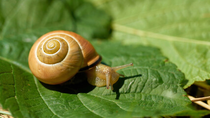 eine Schnecke kriecht über ein Blatt im Sommer in einem Garten