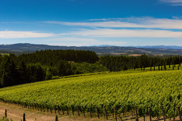 Fototapeta na wymiar vineyard in willamette valley looking west to coast range