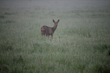 deer in the woods