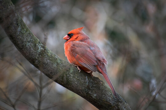 red male cardinal sits on tree branch