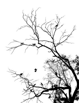 dark silhouettes of birds sitting on bare tree branches isolated on white background, close view