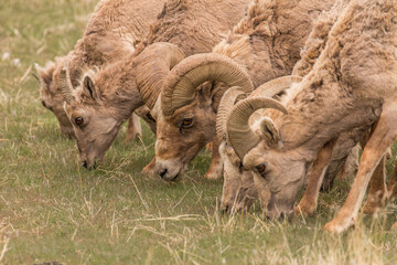 Bighorn Sheep mowing the lawn