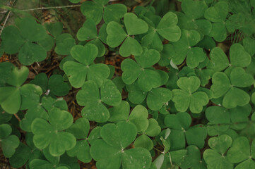 Four leaf clover in female hands