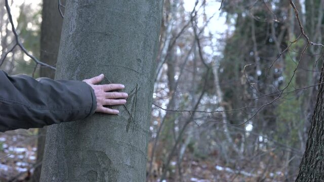 Engraved M mark on bark beech tree - (4K)
