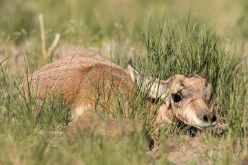 Pronghorn fawn in hiding