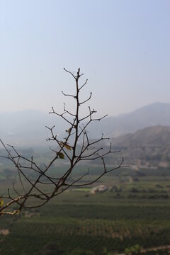 ramita en el paisaje
