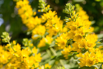 The Loosestrife (Lysimachia) plant blooming