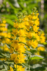 The Loosestrife (Lysimachia) plant blooming
