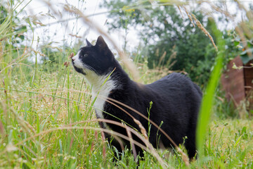 Young black and white cat exploring a garden