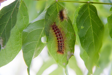 Moth caterpillar feeding on a leaf 