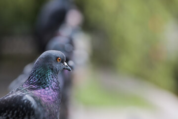 close-up of a pigeon looking away sitting next to other birds