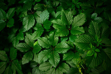 Background of tightly growing fresh green leaf hop