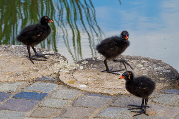 Three small cute moorhen nestlings at lake