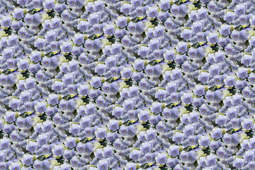 flower plant pattern texture background