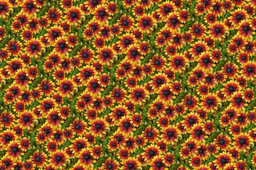 flower plant pattern texture background